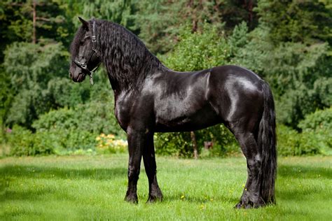 friesian cavalo
